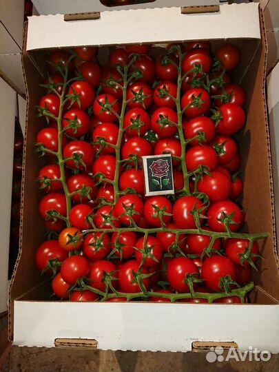 Помидоры черри(2024)