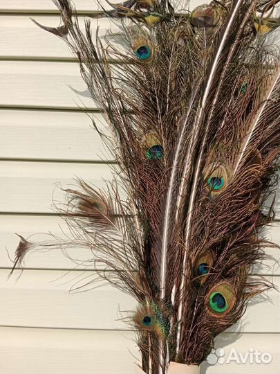 Перо павлина 2023