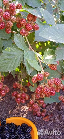 Саженцы ежевики бесшипной