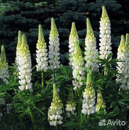 Семена люпин белый