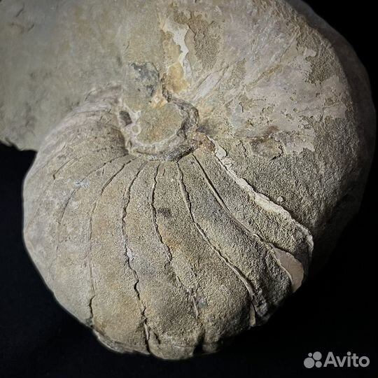 Наутилус окаменелый ископаемый окаменелость