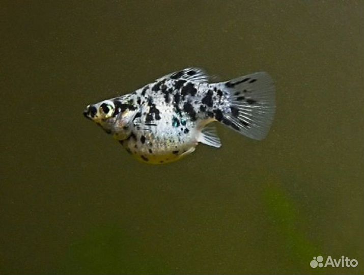 Моллинезия Баллон Далматинец (арт 5085)