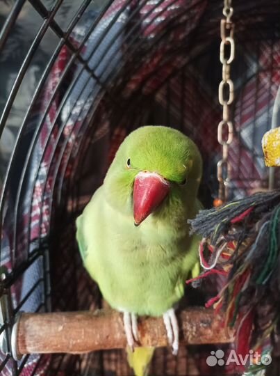 Ожереловый попугай