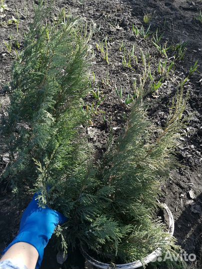 Можжевельник казацкий