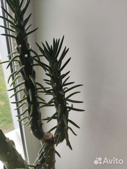 Кактус высокий
