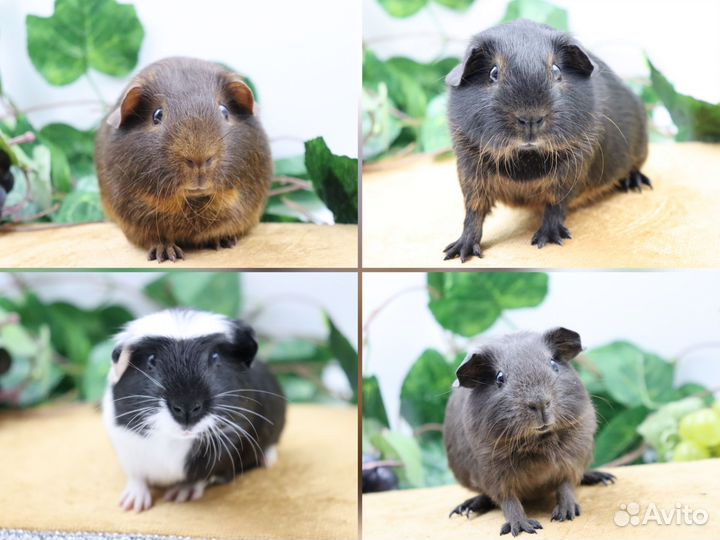 Морские свинки