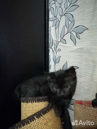 Котёнок британец и шатланка