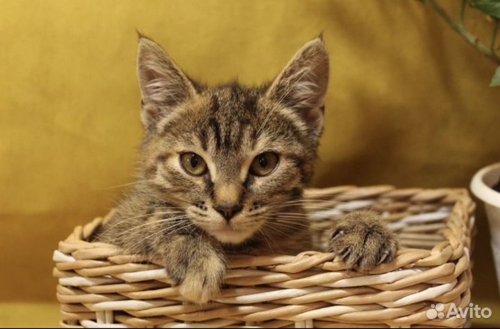 Европейская