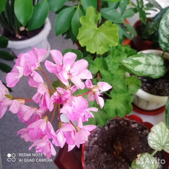 Комнатные декоративные растения