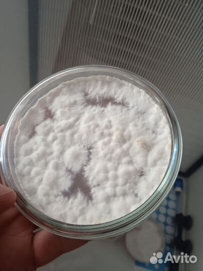 Субстрат для грибов питательная среда