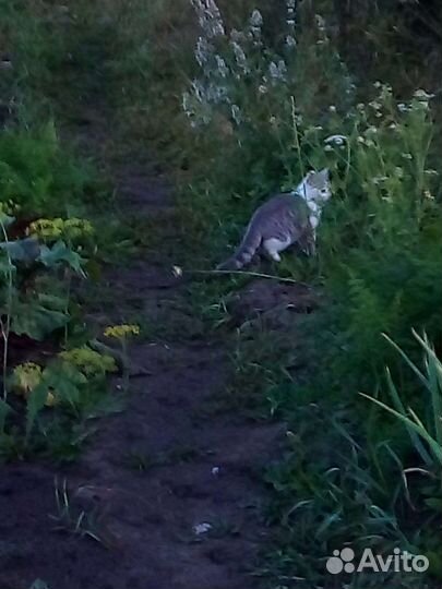 Котик и кошечка(3-4 ме) ищут дом