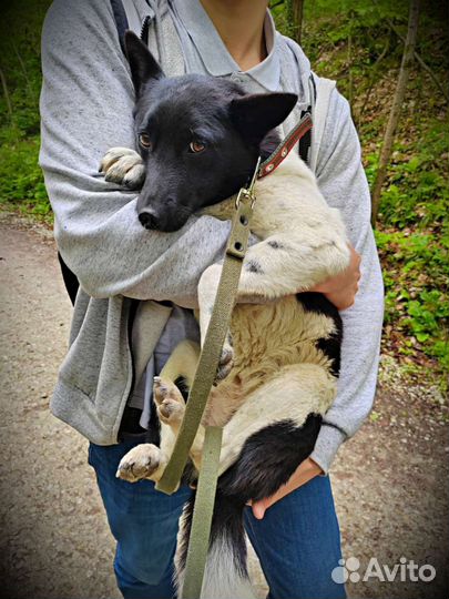 Щенок 10 месяцев хочет домой