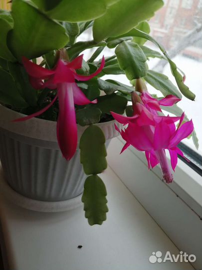 Декабрист малиновый