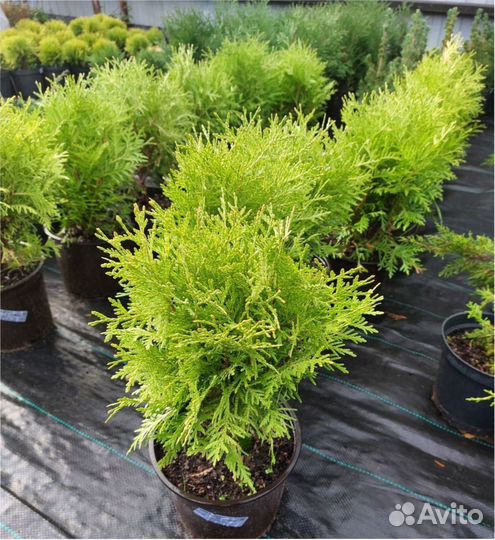 Сосна, кедр, можжевельник, доставка Туя, ель