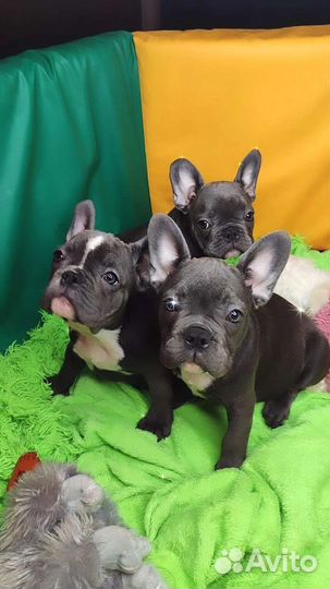 Французский бульдог