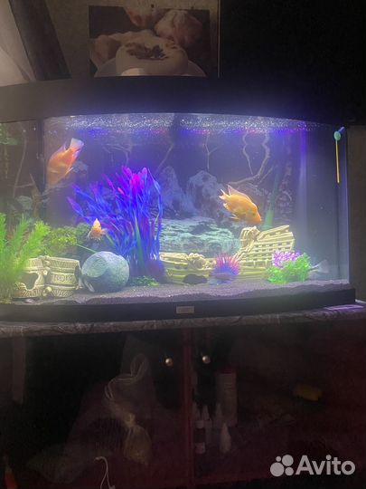 Аквариум juwel vision 180