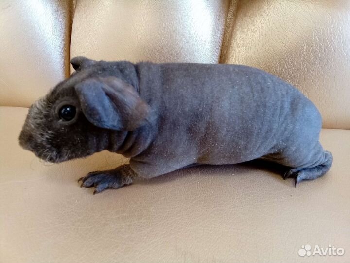 Морская свинки скинни с доставкой на адрес