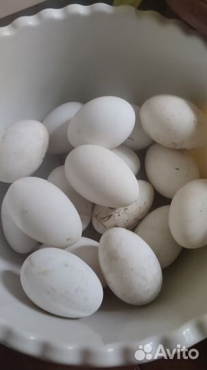 Инкубационное яйцо