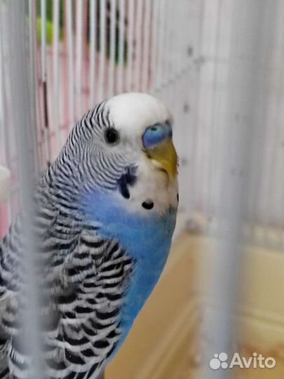 Корелла и волнистый попугай