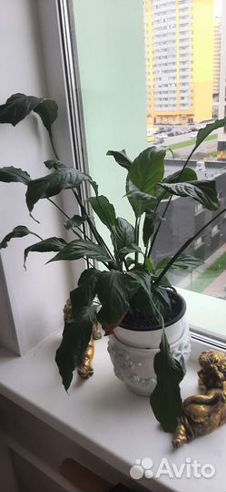 Спатифиллум