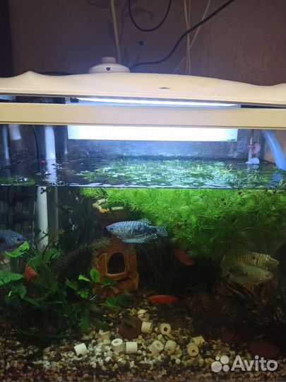 Аквариумные рыбки,мальки гурами, мальки Меченосца