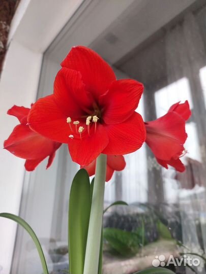 Гиппеаструм, гипеаструм, амаралис