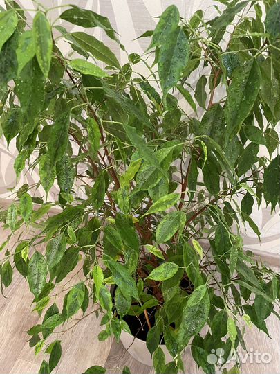 Фикус Бенджамина