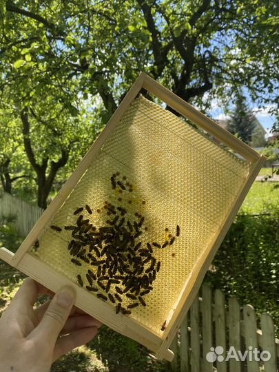 Мед в сотах