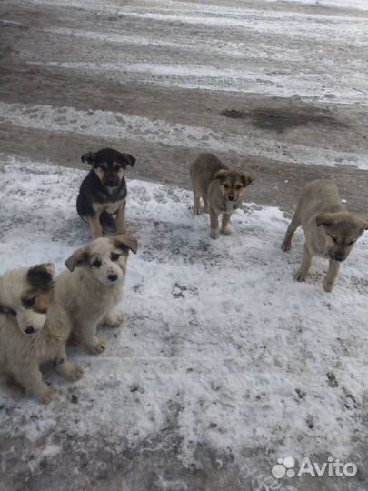 Щенок в добрые руки бесплатно