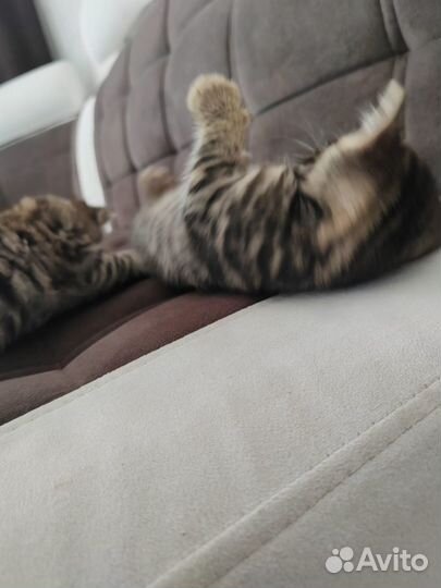 Котята бенгалы