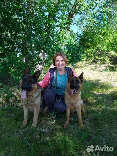 Передержка для собак