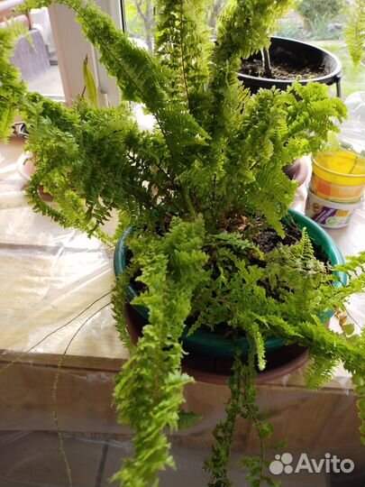 Папортник комнатный