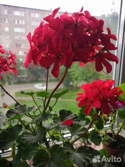 Пеларгония, герань