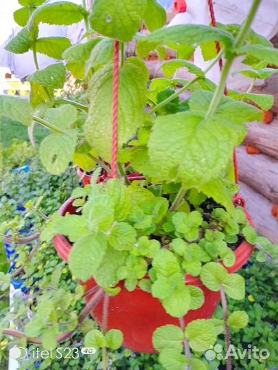 Мята сортовая