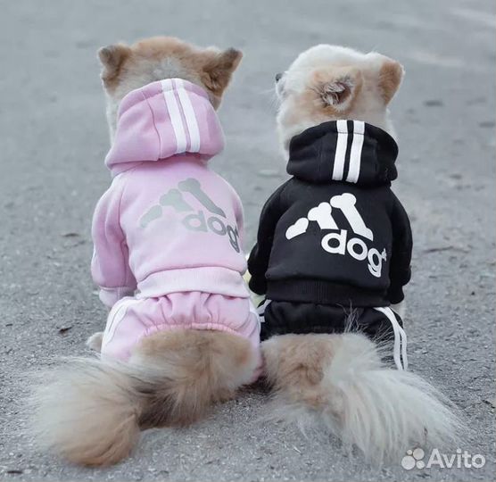 Костюм и дождевик для животных