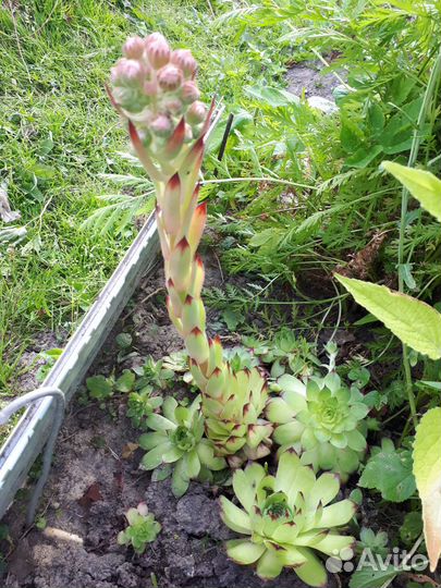 Суккуленты, Алое, Толстянка