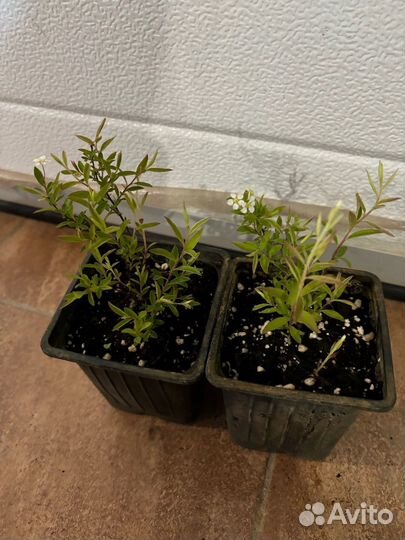 Гортензия Анабель и спирея