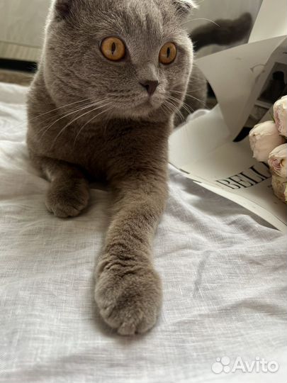 Шотландский вислоухий кот