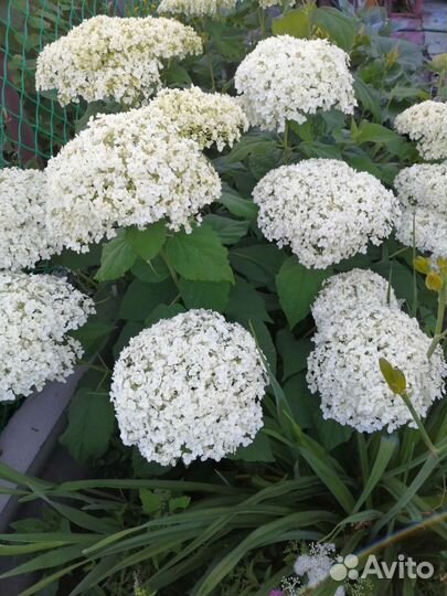 Гортензия белая древовидная