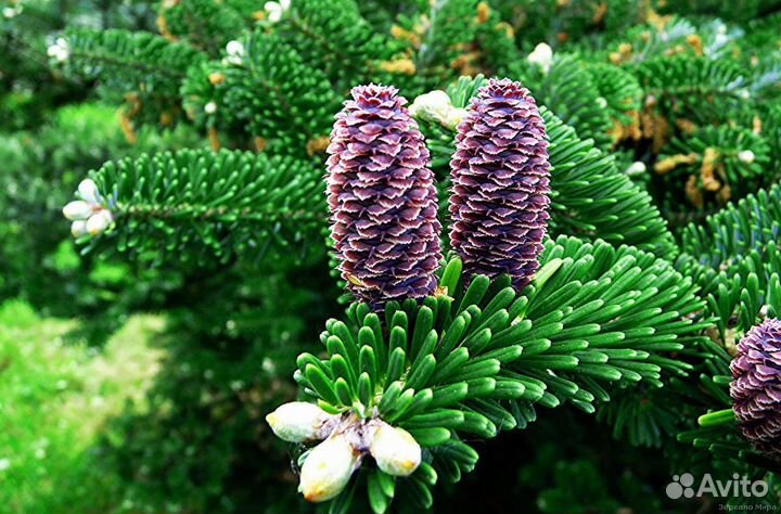 Пихтовое,кедровое эфирное масло