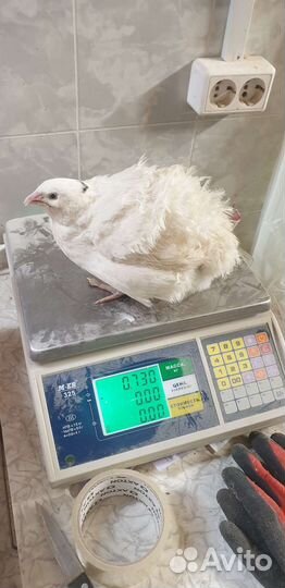 Перепела (техасский)