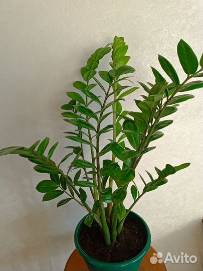 Замиокулькас в горшке, 80см взрослый