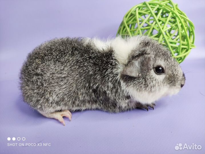 Морские свинки разных пород(девочки)