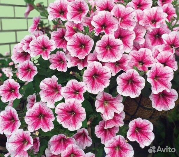 Петуния тайдал