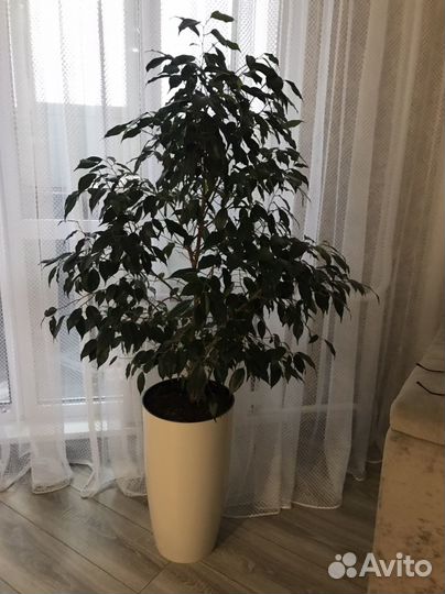 Фикус бенджамина