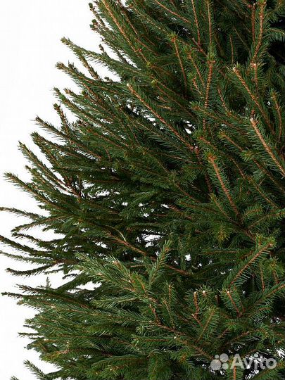 Живая елка оптом и в розницу с доставкой