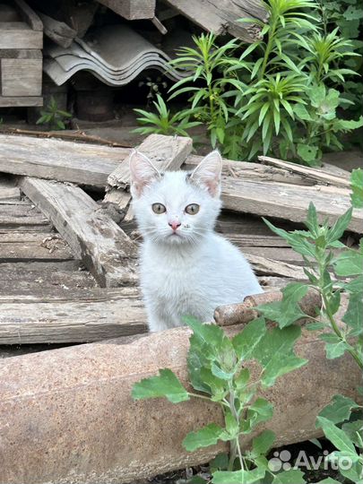 Котенок в добрые руки