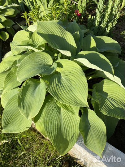 Хоста растение