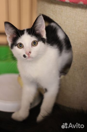 Котенок Фёдор