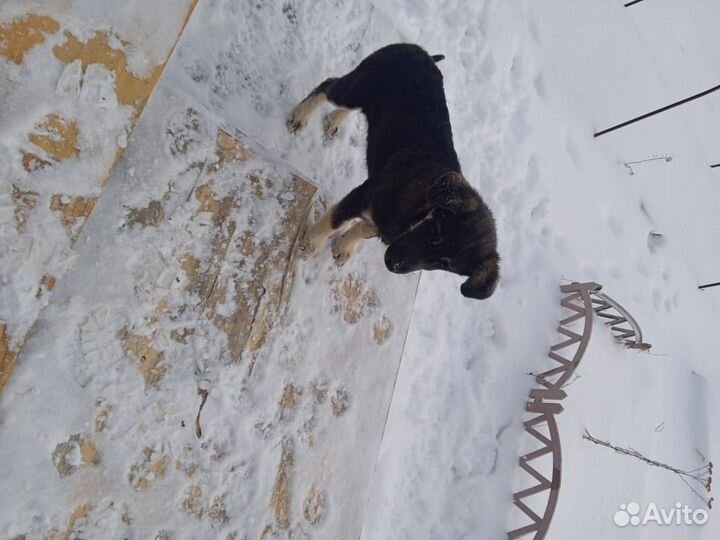 Отдам в добрые руки